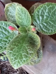 Episcia