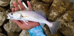 Cynoscion arenarius