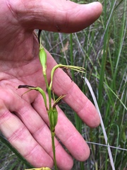 Cryptostylis
