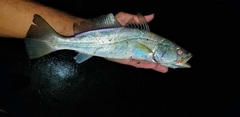 Cynoscion arenarius