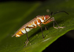 Dysdercus bimaculatus