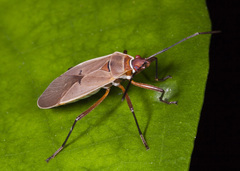 Dysdercus bimaculatus