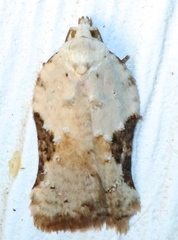 Acleris subnivana