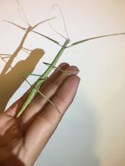 Pseudosermyle tridens