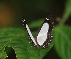 Stiboges elodinia