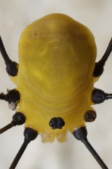 Abaetetuba