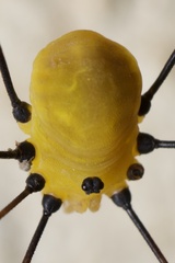 Abaetetuba