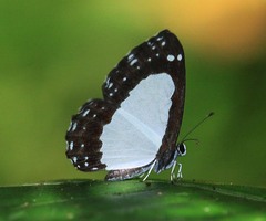 Stiboges elodinia