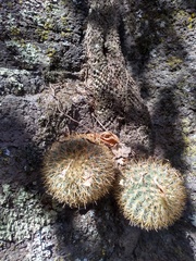 Mammillaria rhodantha