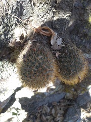 Mammillaria rhodantha