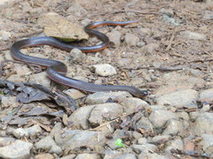 Urotheca lateristriga