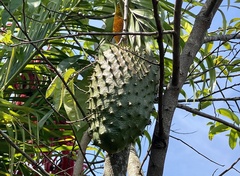 Annona muricata image