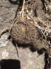 Mammillaria rhodantha