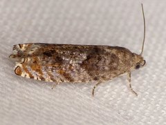 Epinotia solicitana