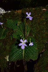 Streptocarpus silvaticus