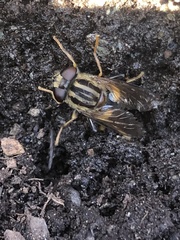 Helophilus antipodus