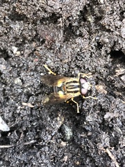 Helophilus antipodus