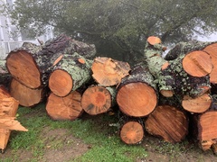 Grosmannia clavigera