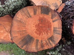 Grosmannia clavigera