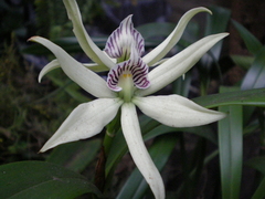 Prosthechea baculus