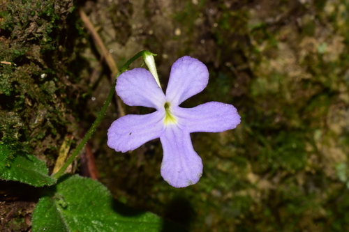 Streptocarpus silvaticus