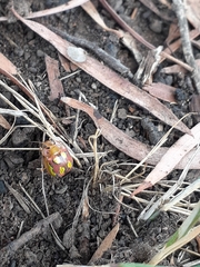 Paropsisterna nobilitata