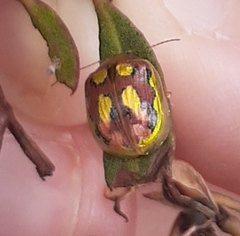 Paropsisterna nobilitata