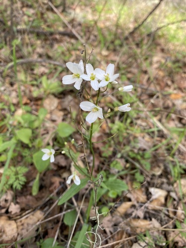 iNaturalist observation photo of milkmaids