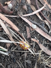 Paropsisterna nobilitata