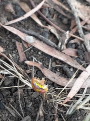 Paropsisterna nobilitata