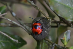 Poecilocoris latus