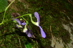 Streptocarpus silvaticus