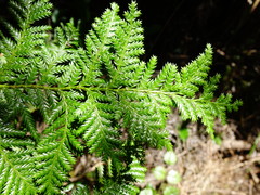 Libocedrus plumosa