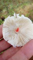 Chlorophyllum hortense