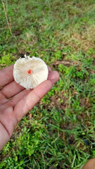 Chlorophyllum hortense