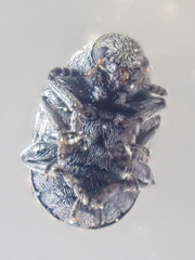 Trigonorhinus