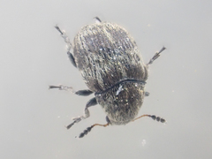 Trigonorhinus