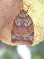 Euchaetis rufogrisea