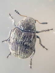 Trigonorhinus