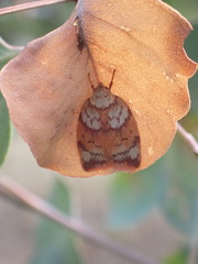 Euchaetis rufogrisea