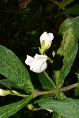 Bowkeria verticillata