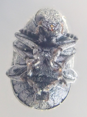 Trigonorhinus