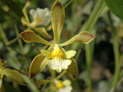 Encyclia papillosa