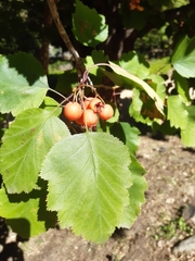 Eriolobus florentinus