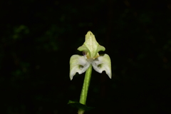 Disperis lindleyana