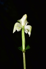 Disperis lindleyana