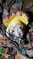 Butyriboletus querciregius