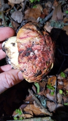 Butyriboletus querciregius