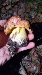 Butyriboletus querciregius