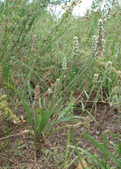 Plantago wrightiana